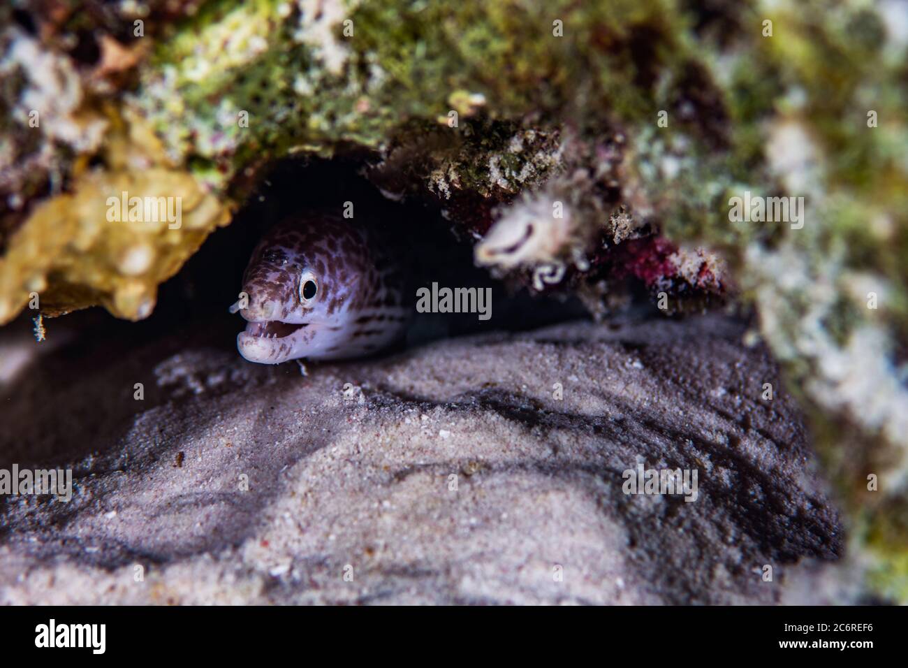 Ein gefleckter moränen Aal, der am Riff in Bonaire, Niederlande, hängt. Stockfoto