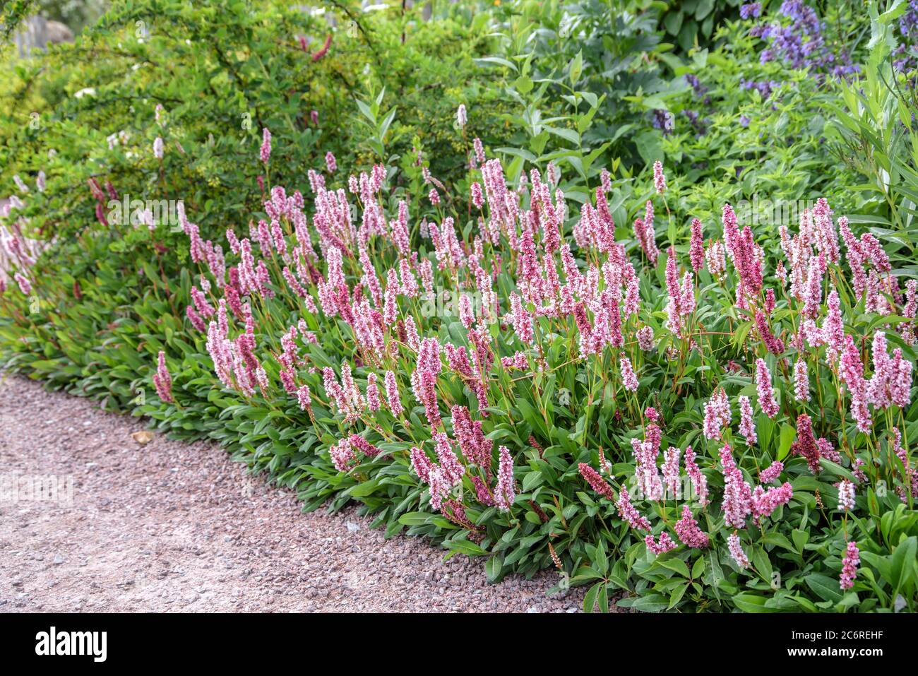 Schneckenknoeterich Persicaria affinis, Schneckenknoeterich Persicaria affinis Stockfoto