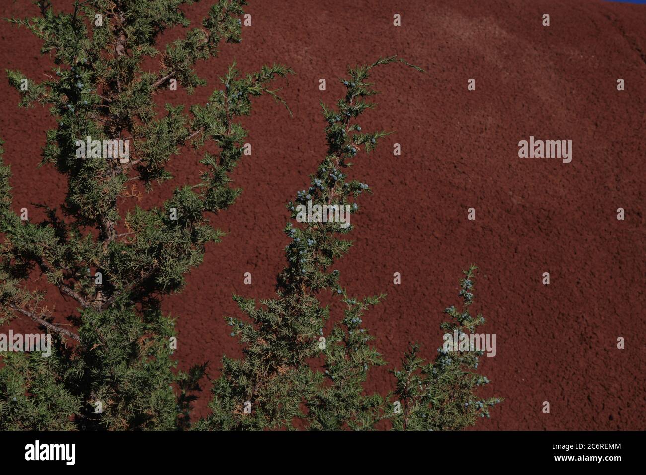 Juniper und Red Rock Stockfoto