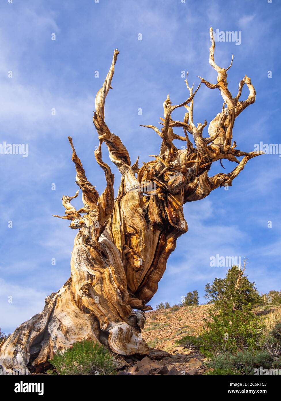 Ancient Bristlecone Pine Forest Stockfoto