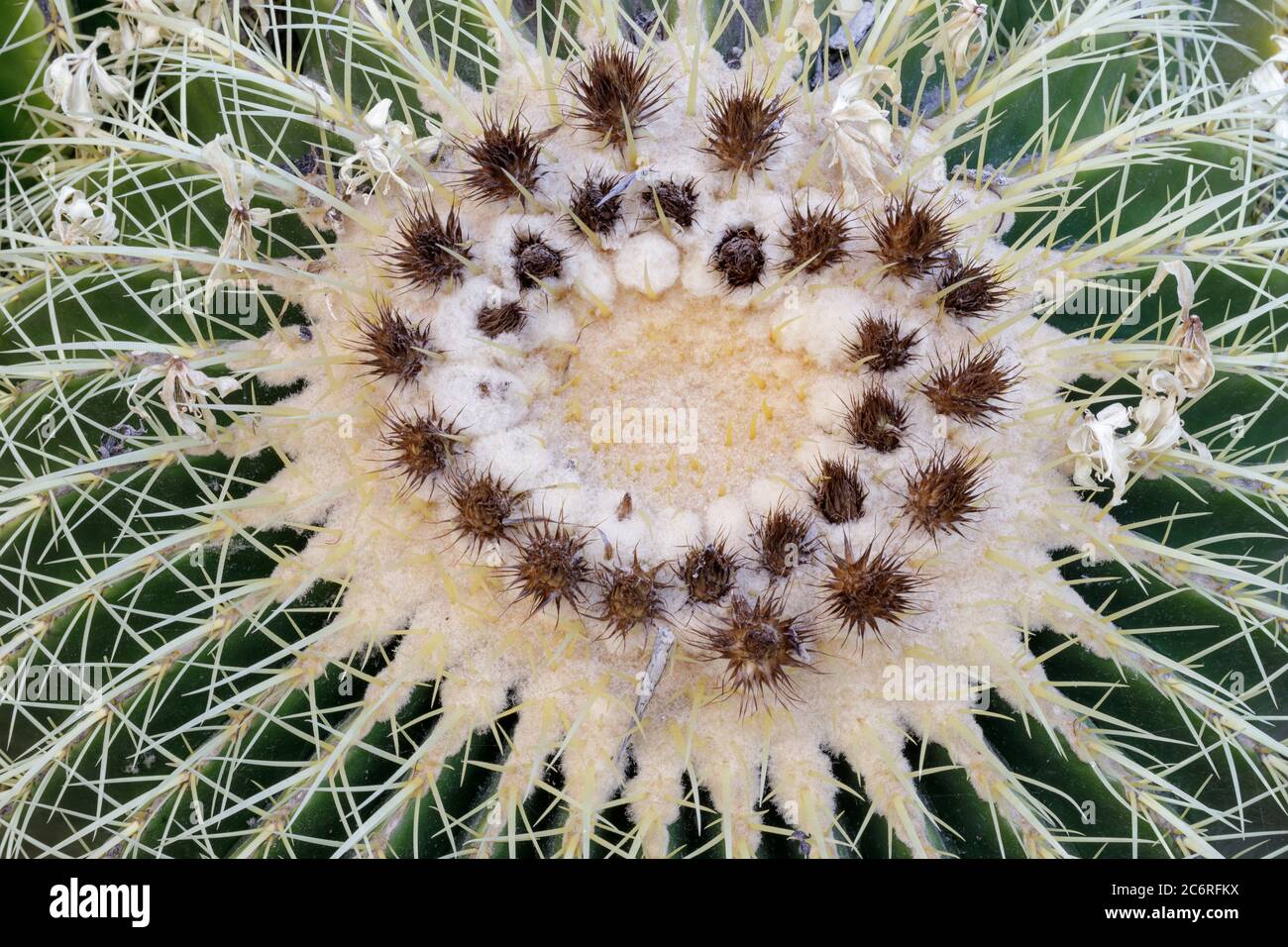 Blühender Echinocactus grusonii, Golden Barrel Cactus in Arizona Cactus Garden Stockfoto