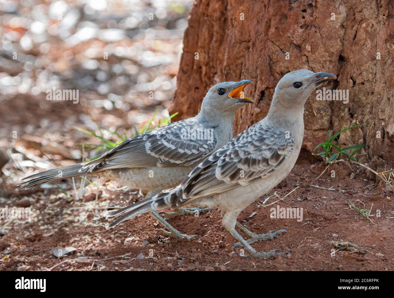 Jungvogel (Chlamydera nuchalis), der um Nahrung bettelt, Northern Territory, NT, Australien Stockfoto