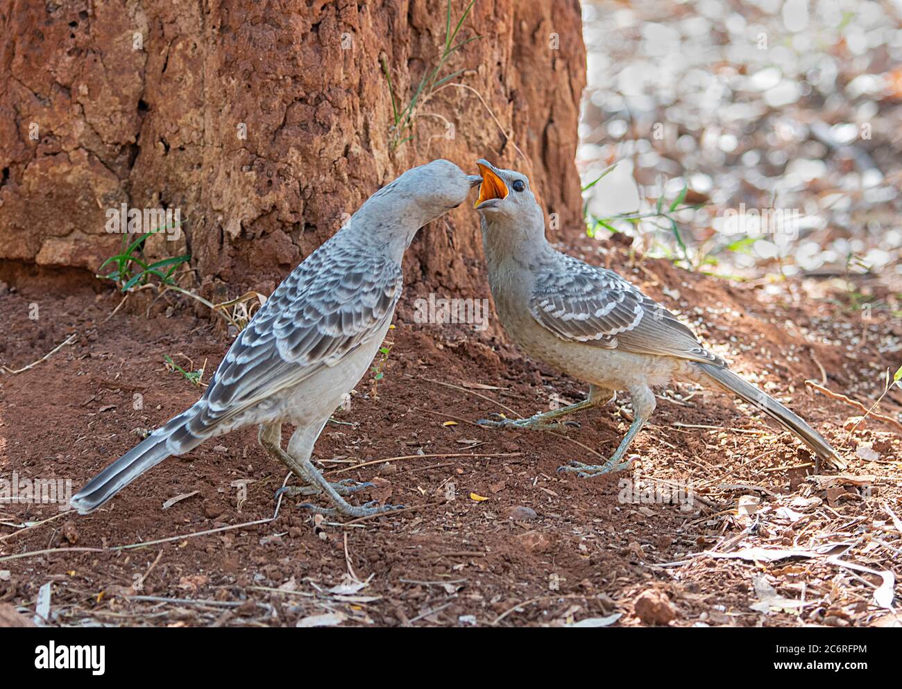 Jungvogel (Chlamydera nuchalis), gefüttert, Northern Territory, NT, Australien Stockfoto