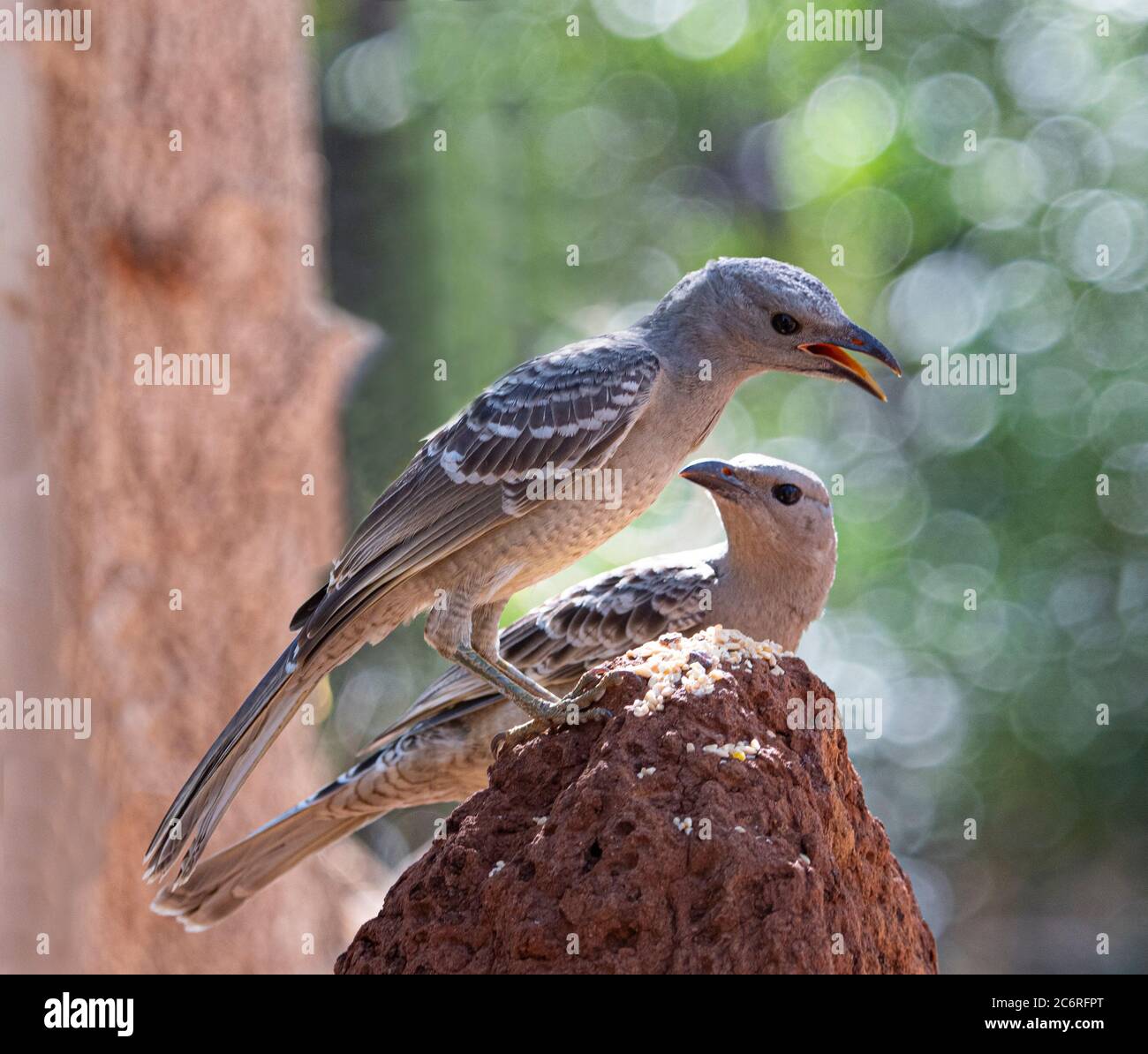 Jungvogel (Chlamydera nuchalis), der auf einem Termitenhügel um Nahrung bettelt, Northern Territory, NT, Australien Stockfoto