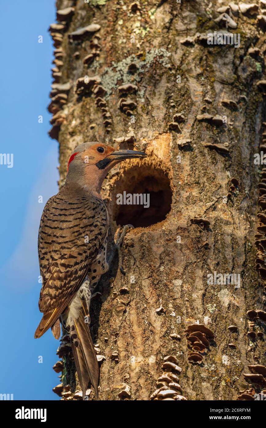 Männchen im Norden flackert am Nestloch im Norden Wisconsin. Stockfoto