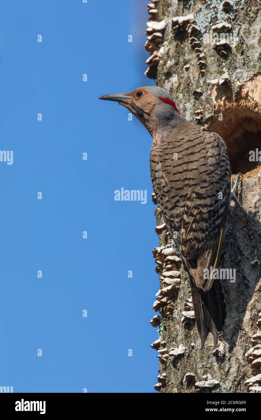 Männchen im Norden flackert am Nestloch im Norden Wisconsin. Stockfoto