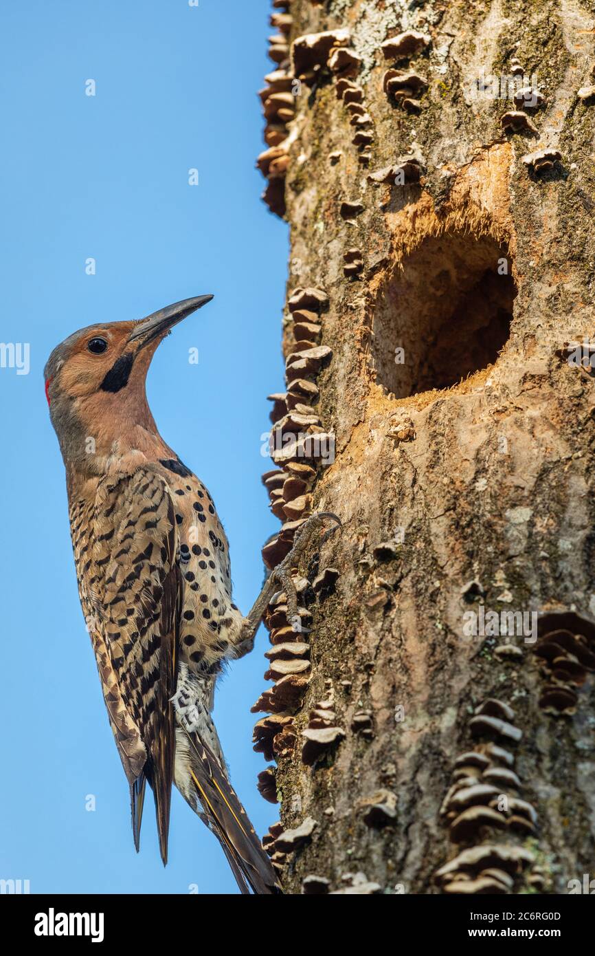 Männchen im Norden flackert am Nestloch im Norden Wisconsin. Stockfoto