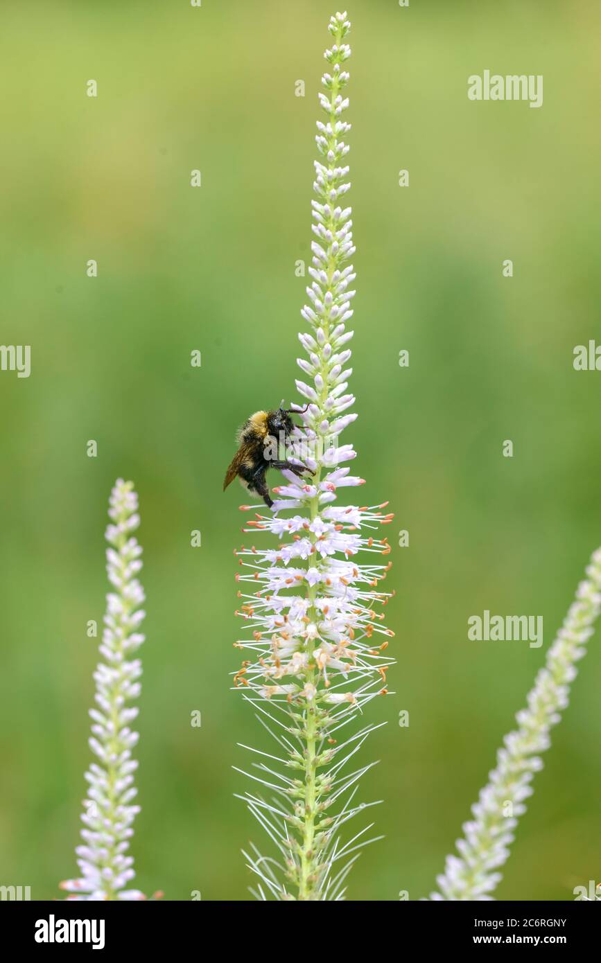 Kandelaber-Ehrenpreis Veronicastrum virginicum, Candelabra Speedwell Veronicastrum virginicum Stockfoto