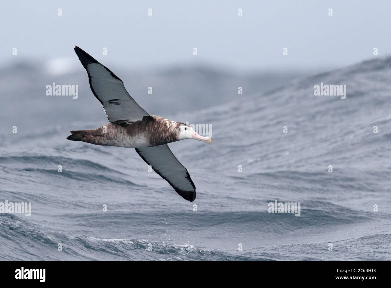 Wandering Albatross (Diomedea exulans), im ersten oder zweiten Jahr fliegender Vogel auf See südöstlicher Pazifischer Ozean, nahe den Robinson Crusoe Inseln, Chile 27 Feb 20 Stockfoto
