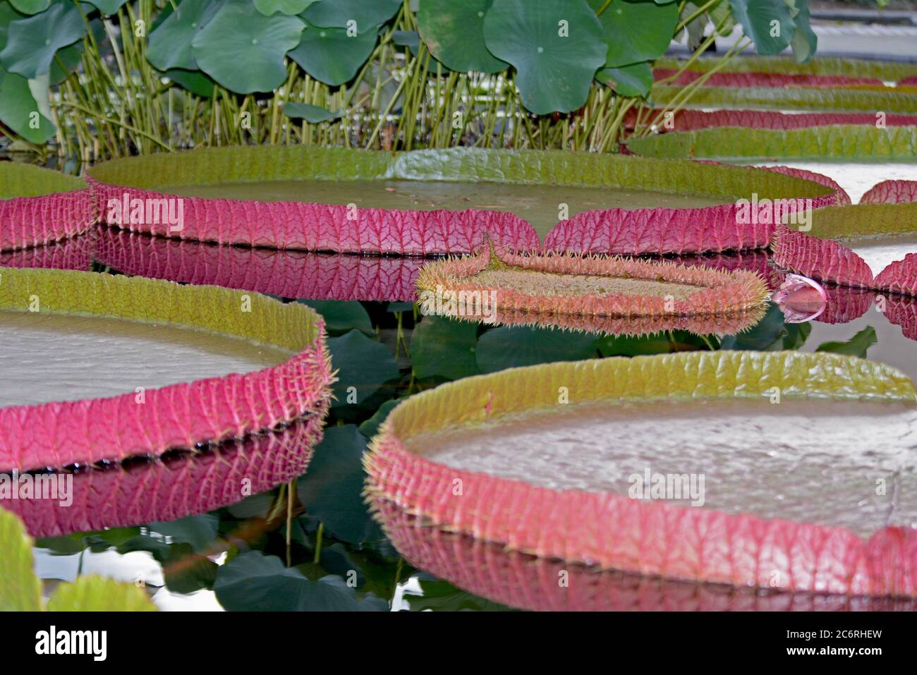 Wasserhyazinthe Gruppe der Pflanzen mit Blumen. Stockfoto