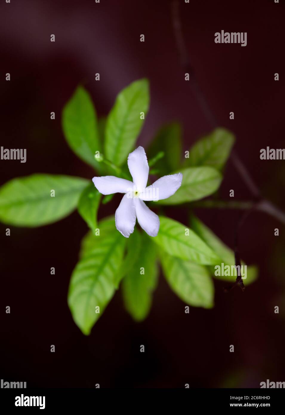 Weiße Jasminblüte von oben Stockfoto
