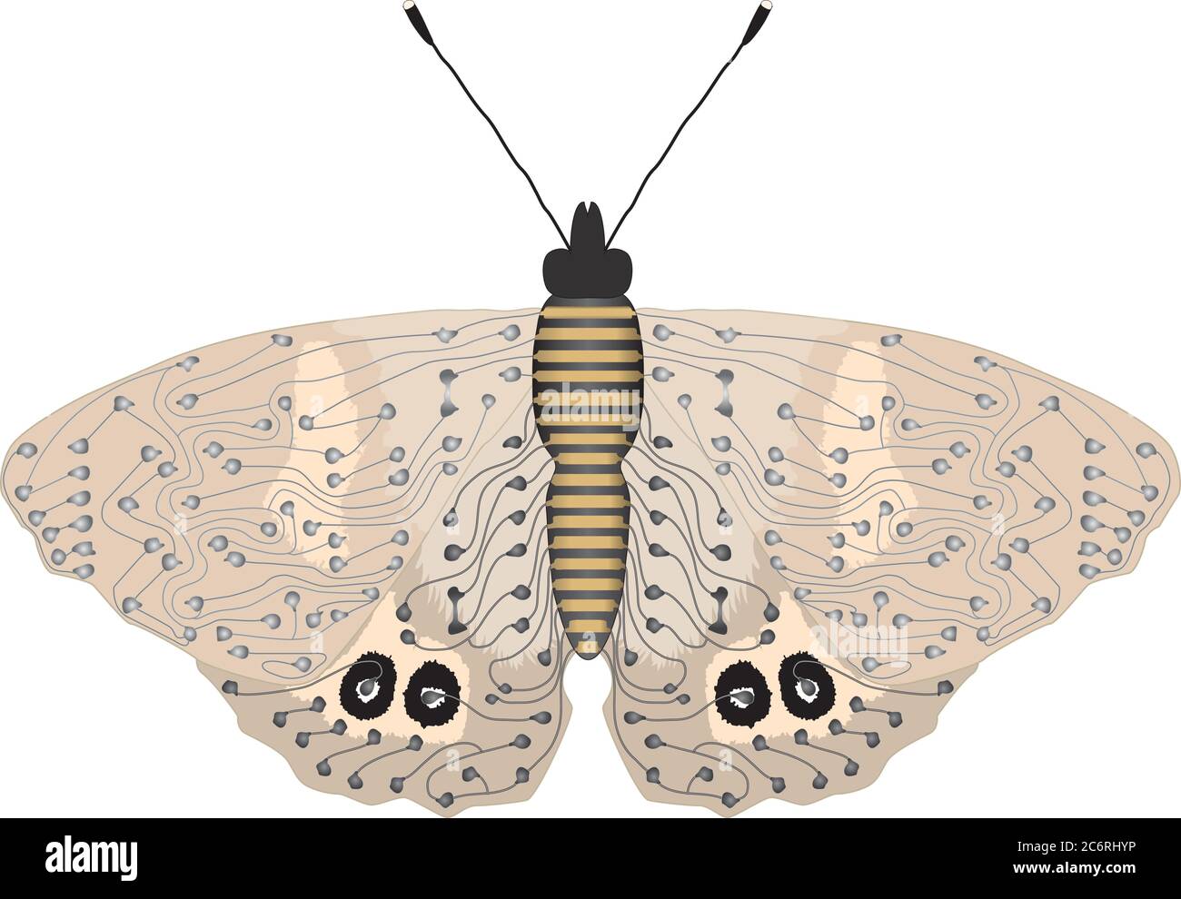 Cremefarbene / beige abstrakt Schmetterling / Motte Schaltung Bild Stock Vektor