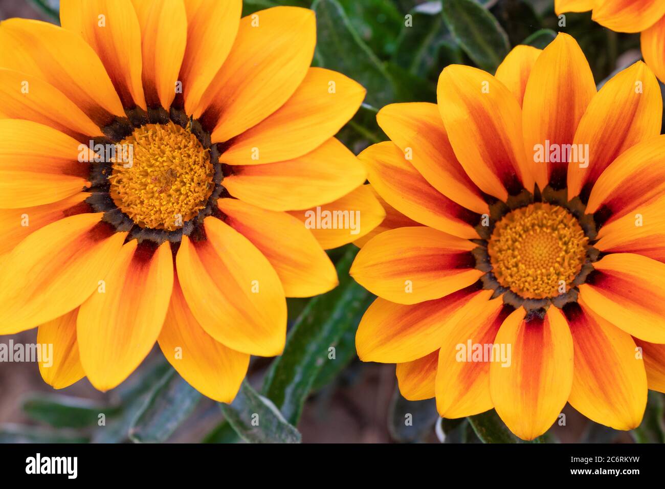 Schöne gelbe Gazania linearis blüht in hellen Tag. Stockfoto