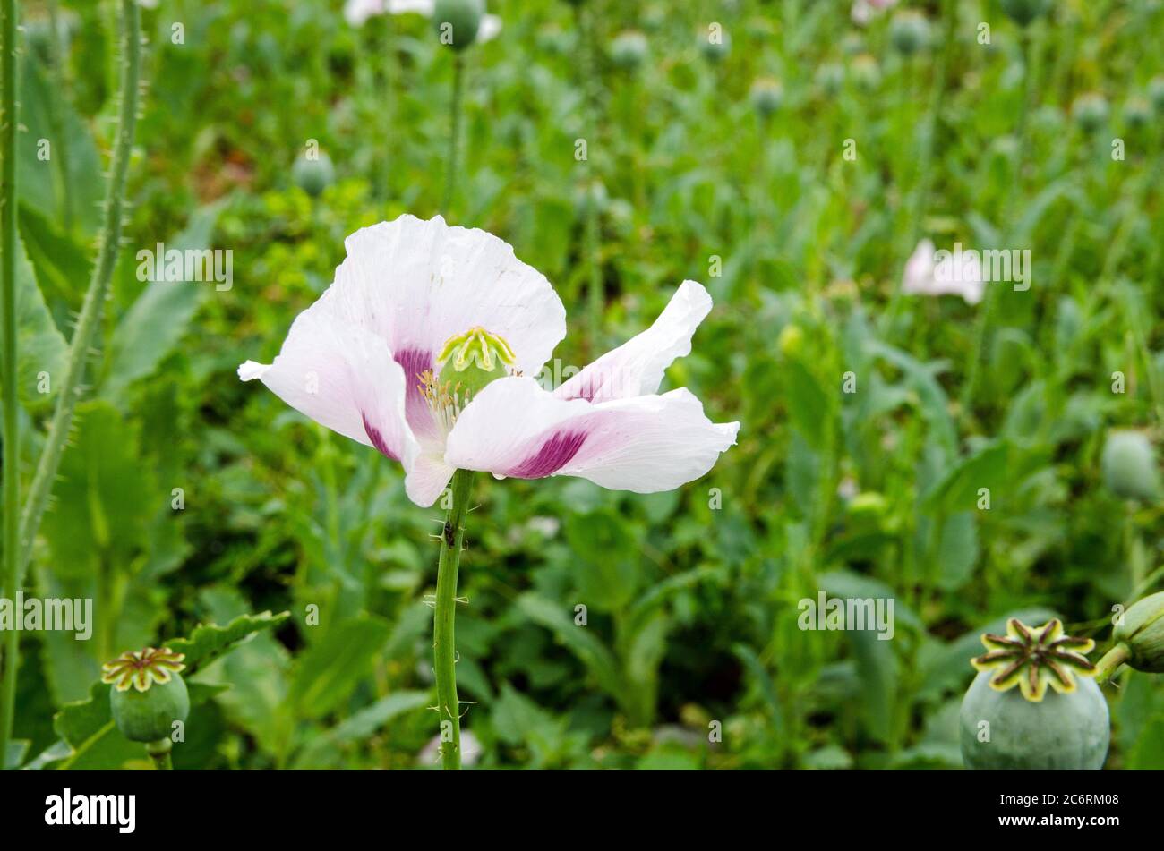 Nahaufnahme des Kopfes eines Opiummohn, lateinischer Name Papaver somniferum, wächst in einem Feld in Hampshire, Großbritannien. Die Ernte wird zur Herstellung von medizinischem MOR verwendet Stockfoto