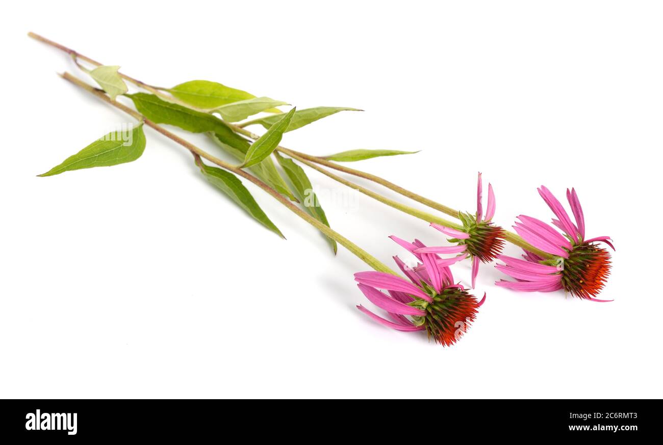 Echinacea purpurea oder östlicher Purpurkegel, purpurner Kegel, Igelkegel oder Echinacea isoliert Stockfoto