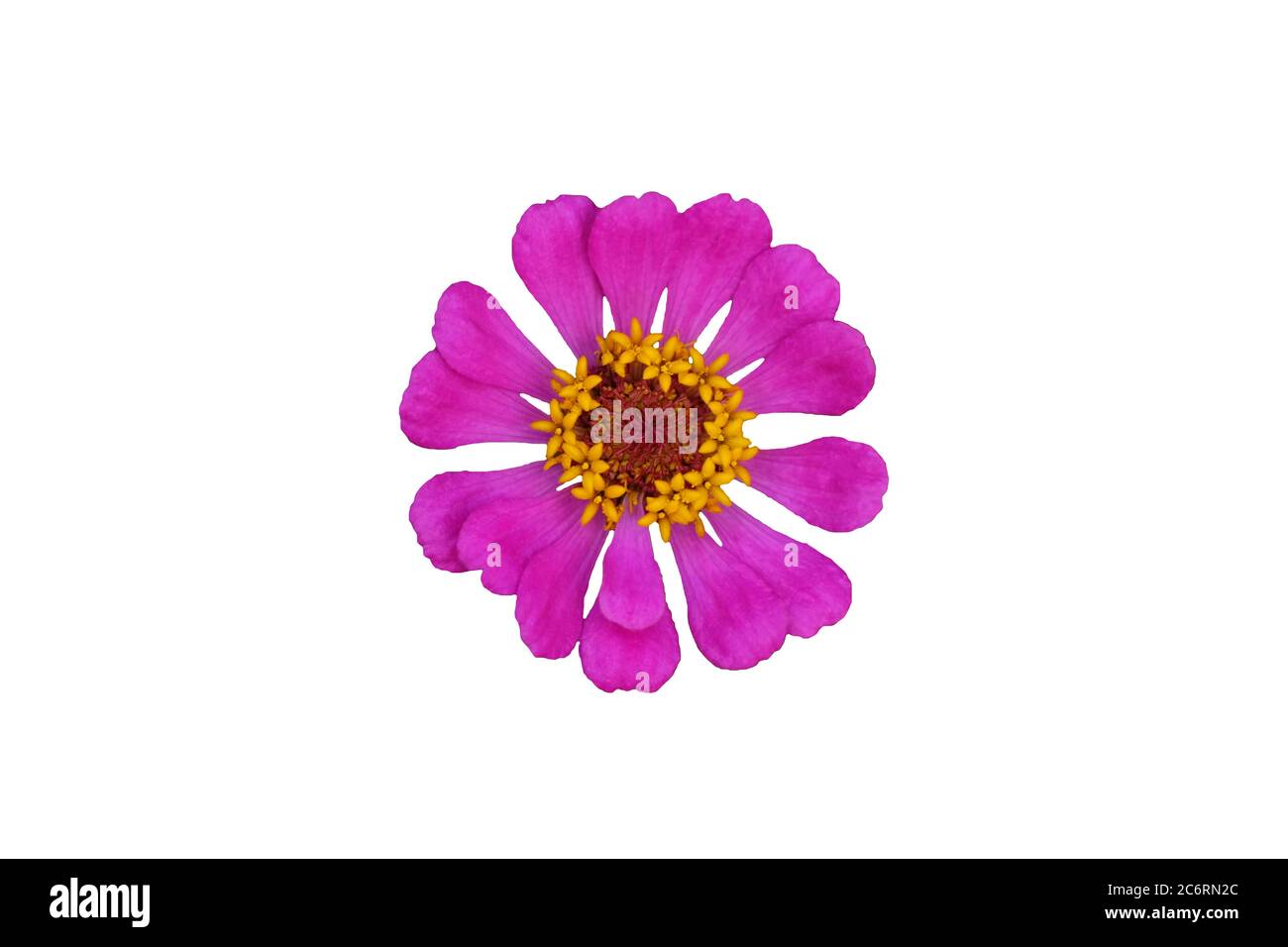 Rosa Zinnia elegans dahlia Blume isoliert auf weißem Hintergrund. Bildfoto Stockfoto