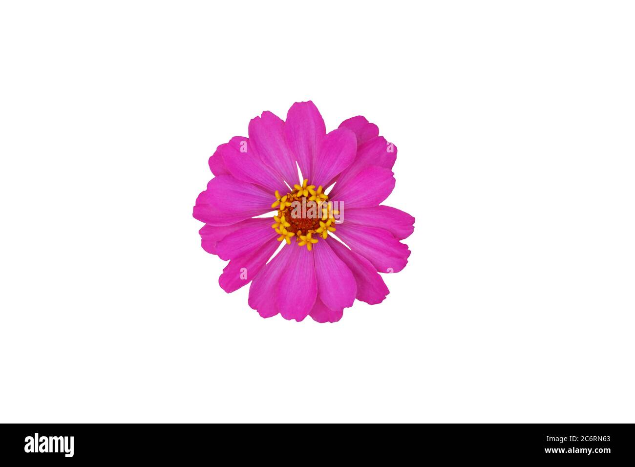 Rosa Zinnia elegans dahlia Blume isoliert. Bildfoto Stockfoto