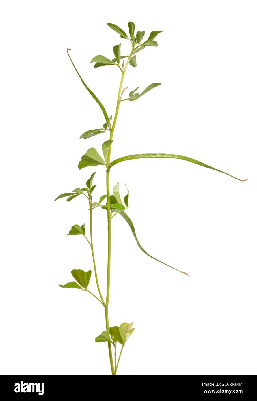 Bockshornklee oder Trigonella foenum-graecum. Grüne Pflanze. Isoliert auf weißem Hintergrund Stockfoto