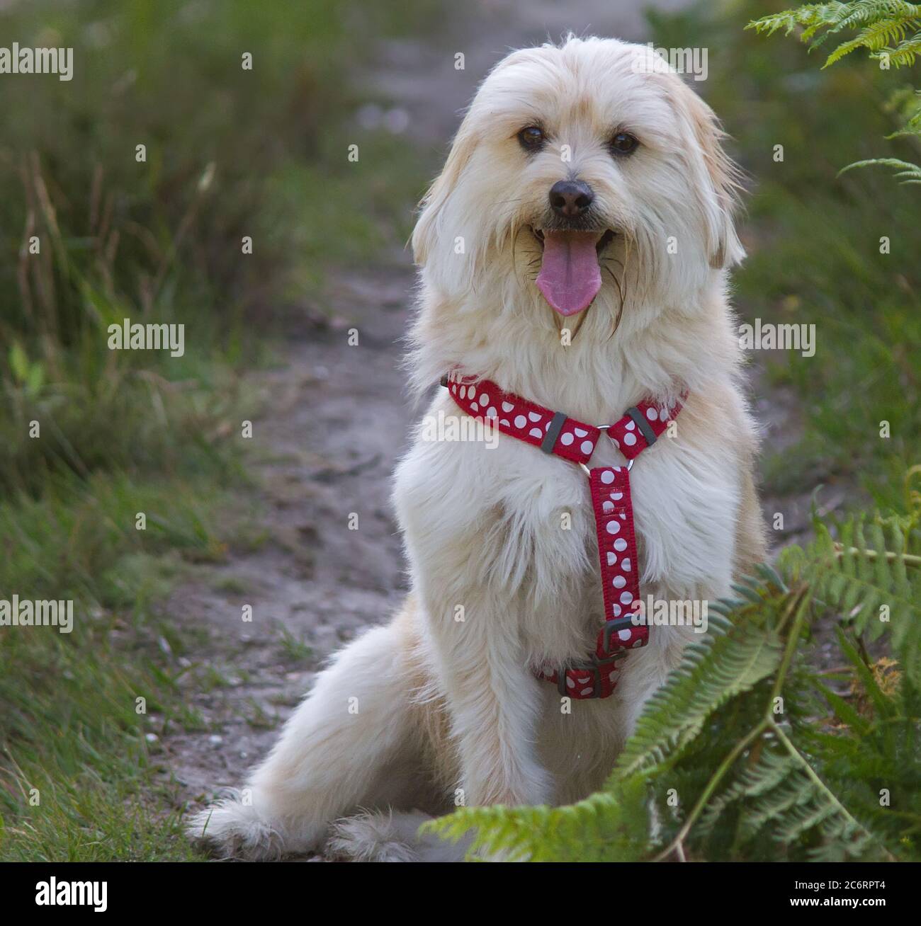 Vorderansicht eines langhaarigen Hundes, der auf einem sitzt Pfad Stockfoto