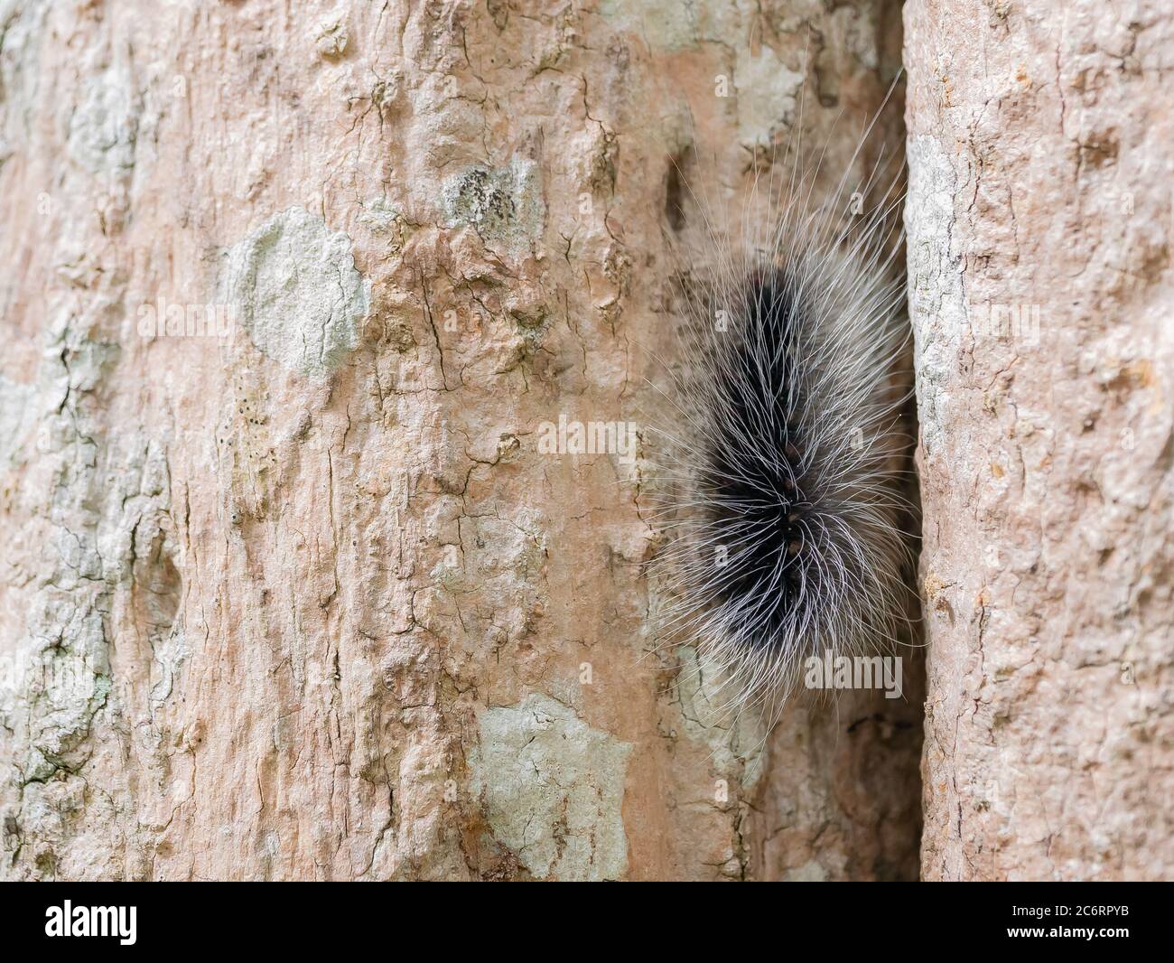 Schwarze haarige Zwingersäule oder großer haariger Wurm auf Rinde des Baumstammes im natürlichen tropischen Wald. Stockfoto
