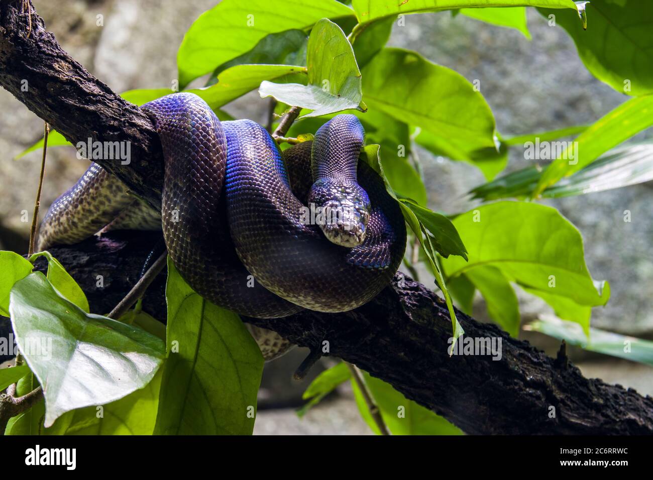 Macklot-Python (Liasis mackloti) ist eine Art von Python, einer nicht giftigen Schlange aus der Familie Pythonidae. Stockfoto