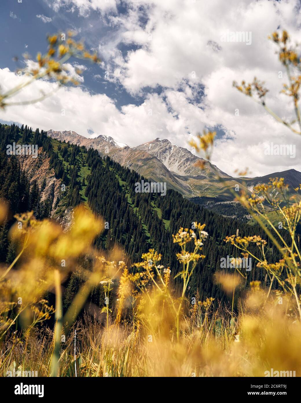 Wunderschöne Landschaft des Bergtals und Almwiesen Blumen im Vordergrund. Outdoor- und Wanderkonzept Stockfoto
