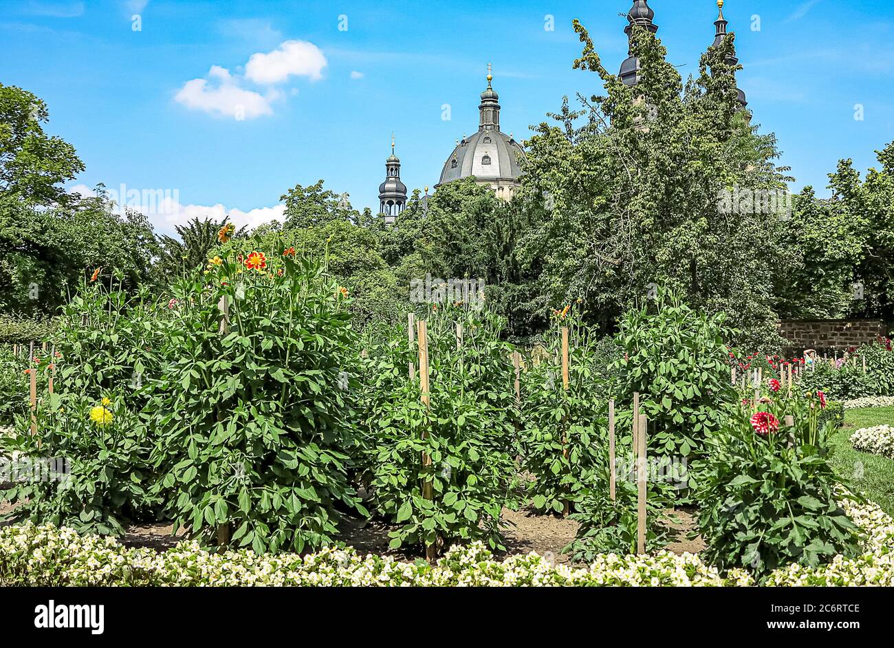 In der Domstadt Fulda, Deutschland, ist hinter alten Mauern ein wunderbarer Dahlia-Garten versteckt. Stockfoto