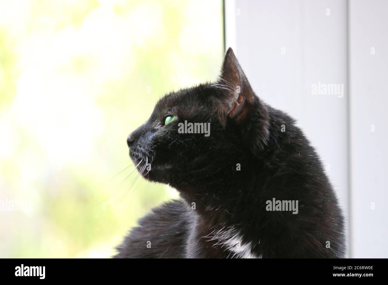 Eine schwarze Katze mit grünen Augen sitzt auf einer Fensterbank und blickt zurück auf die Straße. Selektiver Fokus Stockfoto