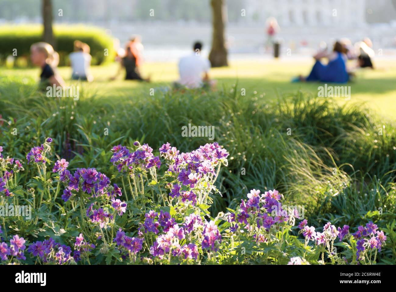 Verschwommene Menschen sitzen auf grünem Rasen hinter rosa Blumen in der Stadt Stockfoto