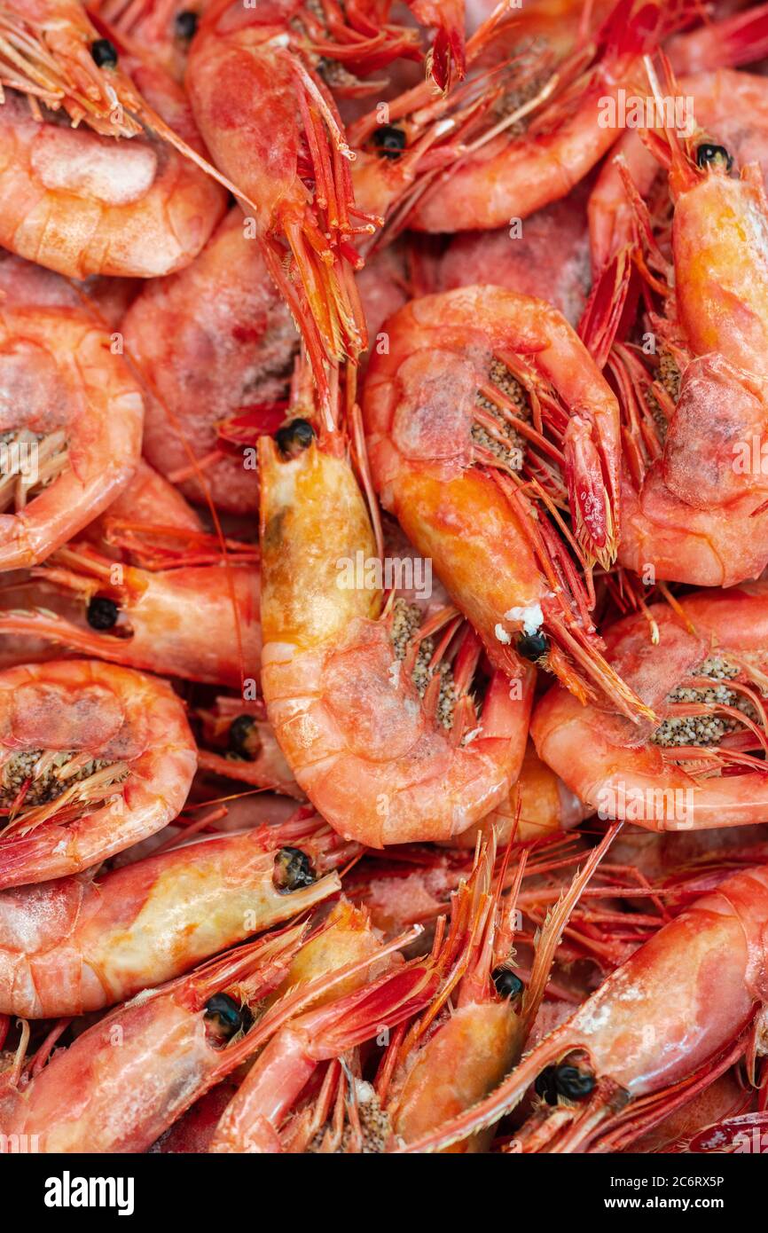 Gruppe von gekochten gefrorenen Garnelen mit Kaviar im Meerwasser gekocht. Hintergrund von Lot kleinen Wasserkrebsen. Garnelen: Ostasiatische Delikatessenküche Stockfoto