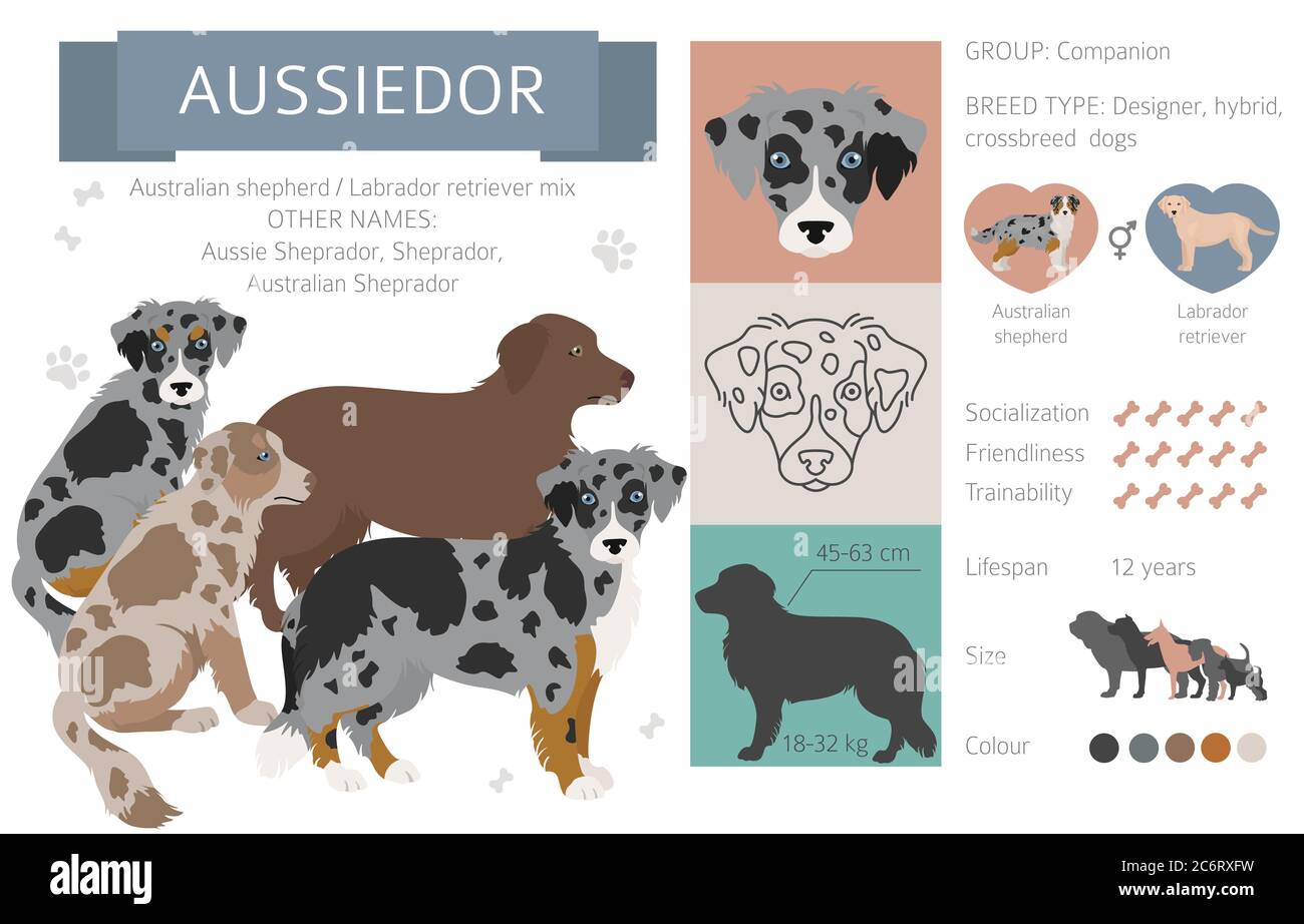 Labrador Australian Shepherd Stockfotos Und Bilder Kaufen Seite 2 Alamy