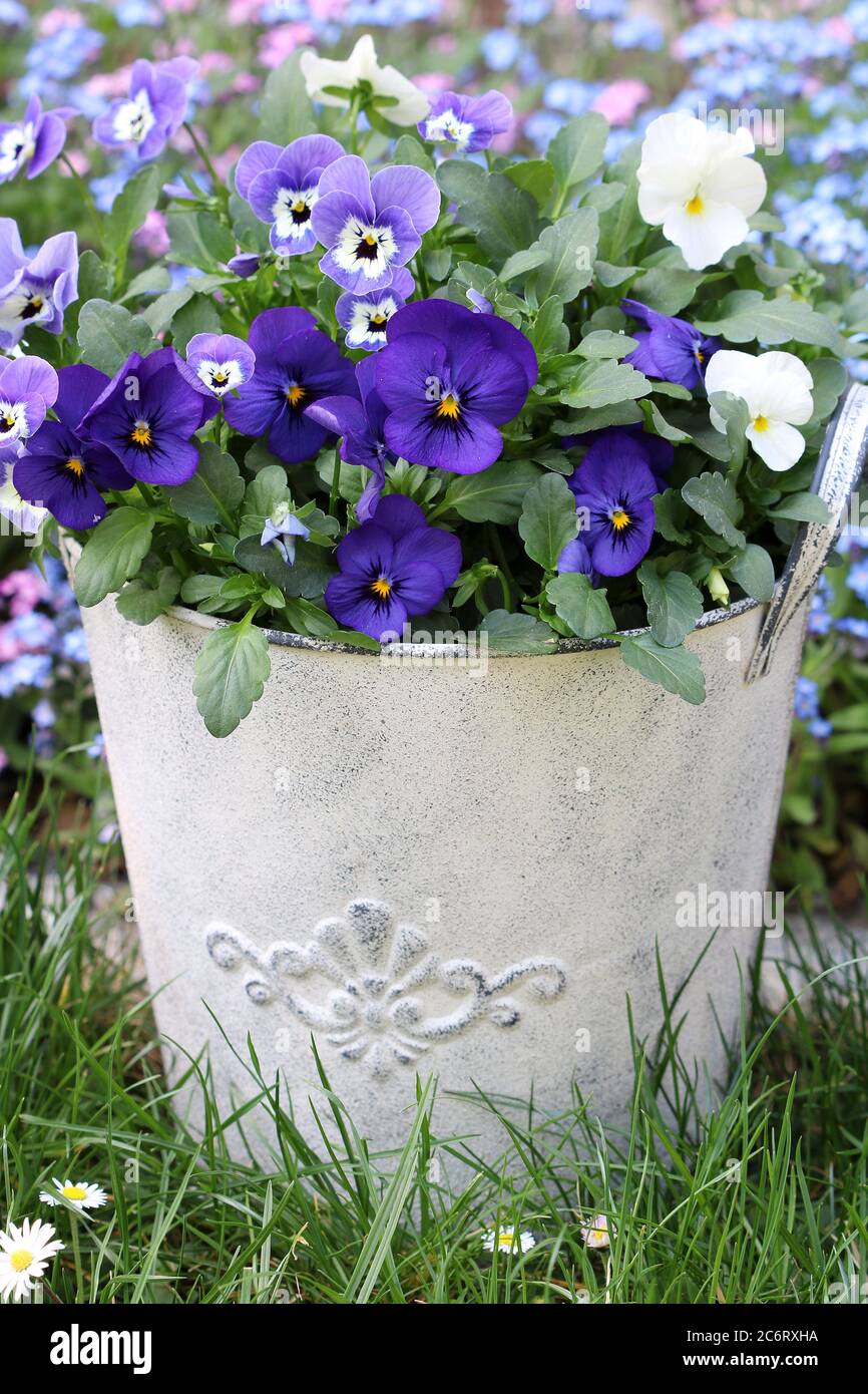 viola blüht in weiß und lila im Vintage Topf im Frühlingsgarten Stockfoto