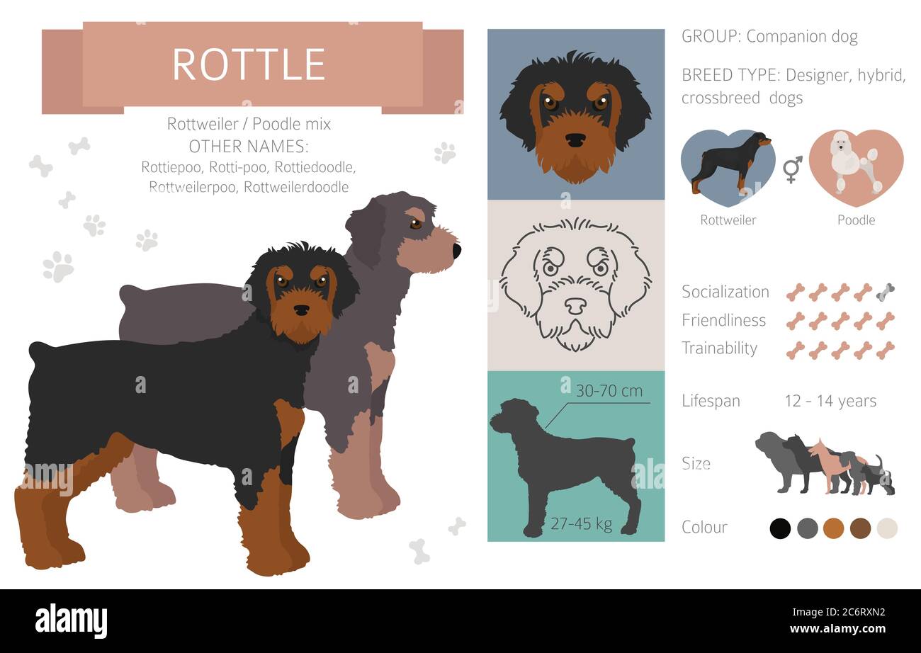 Designer Hunde, Crossbreed, Hybrid-Mix Puschen Kollektion auf weiß isoliert. Infografik zu Rottle Flat Cliparts. Vektorgrafik Stock Vektor