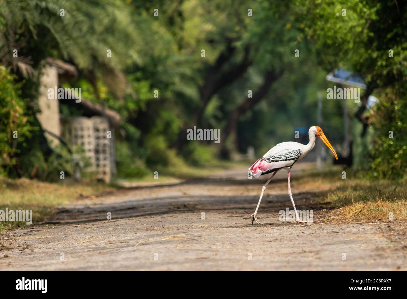 Bemalter Storch oder Mycteria leucocephala in der Mitte des Waldes oder Dschungel-Track mit natürlichem grünen Hintergrund am keoladeo Nationalpark oder bharatpur Vogel s Stockfoto