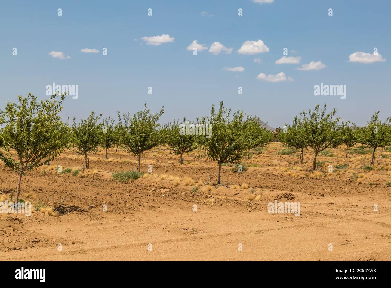 Nussbäume wachsen in der Wüste von Arizona, unter einem blauen Himmel Stockfoto