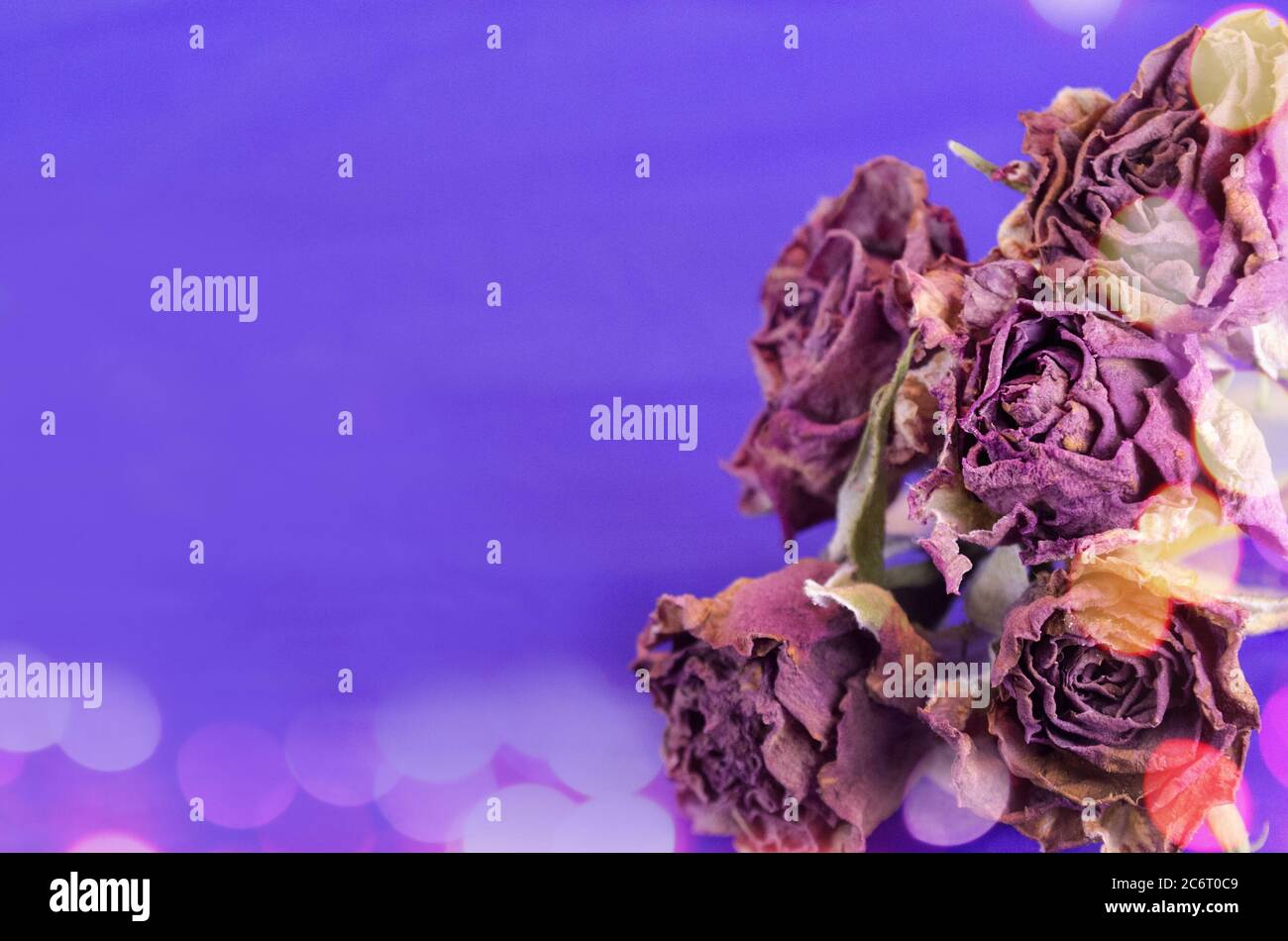 Getrocknete Strauß Rosenblüten. Transienz des Zeitkonzepts Stockfoto