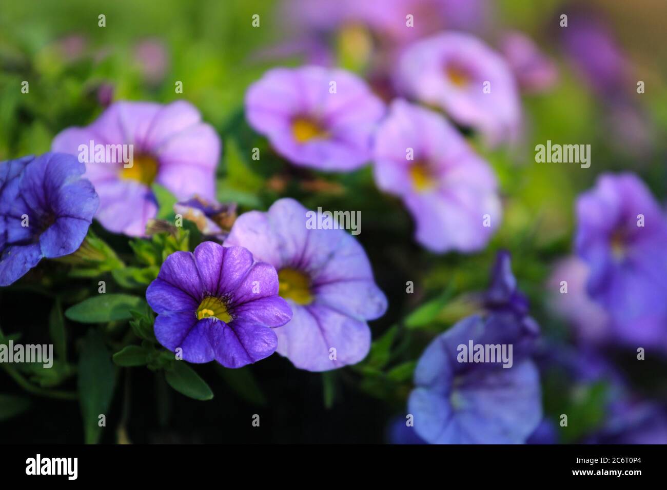 Violette Blüten des Calibrachoa Heart Purple Sorte in einem Garten Kaufen Stockfoto