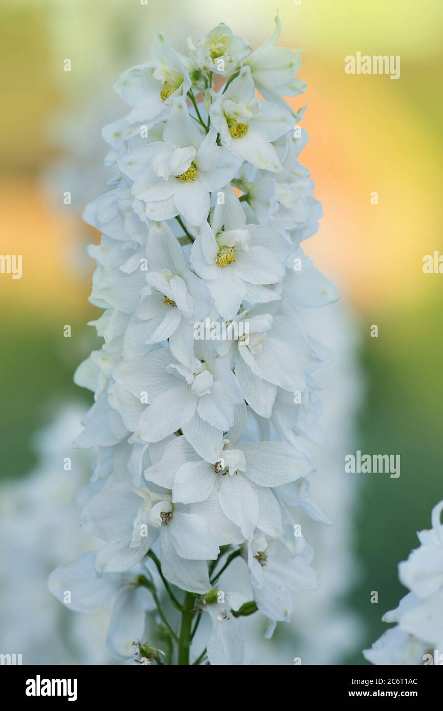Frische Bündel von natürlichen schönen Blumen auf dem Feld. Delphinium weiße Blüten blühende Blumen. Delphinium weiße Blüten wachsen im Garten Stockfoto
