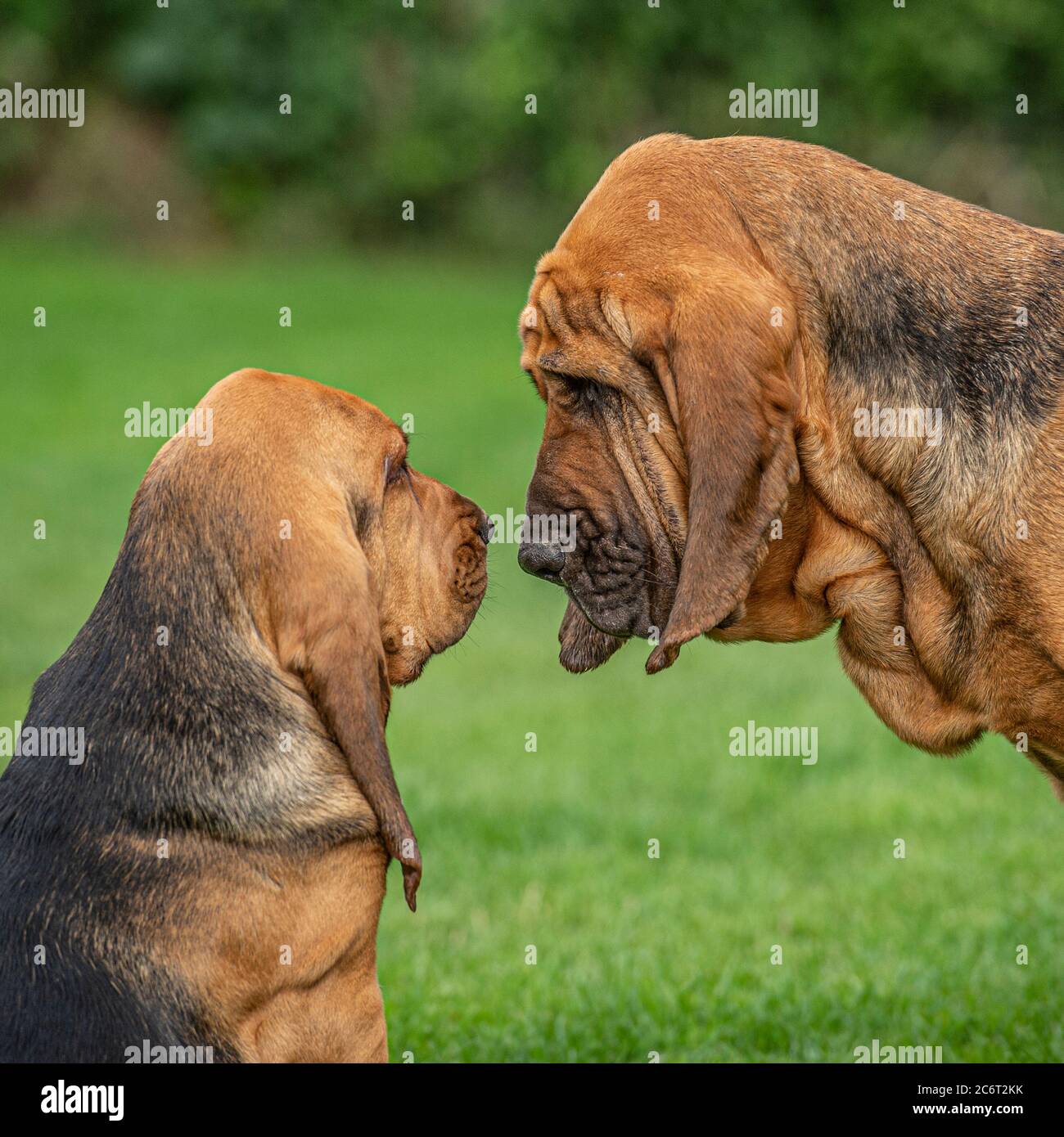 Bloodhound Stockfoto