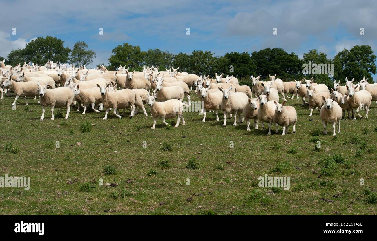 Herde Cheviot Schafe Stockfoto