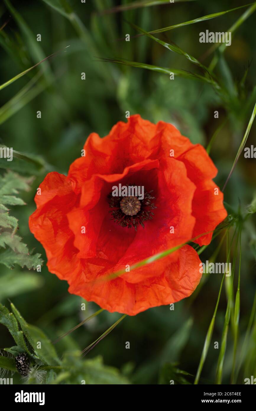 Mohnblühende rote Blume, Familie: Papaveraceae, Makroaufnahme. Stockfoto