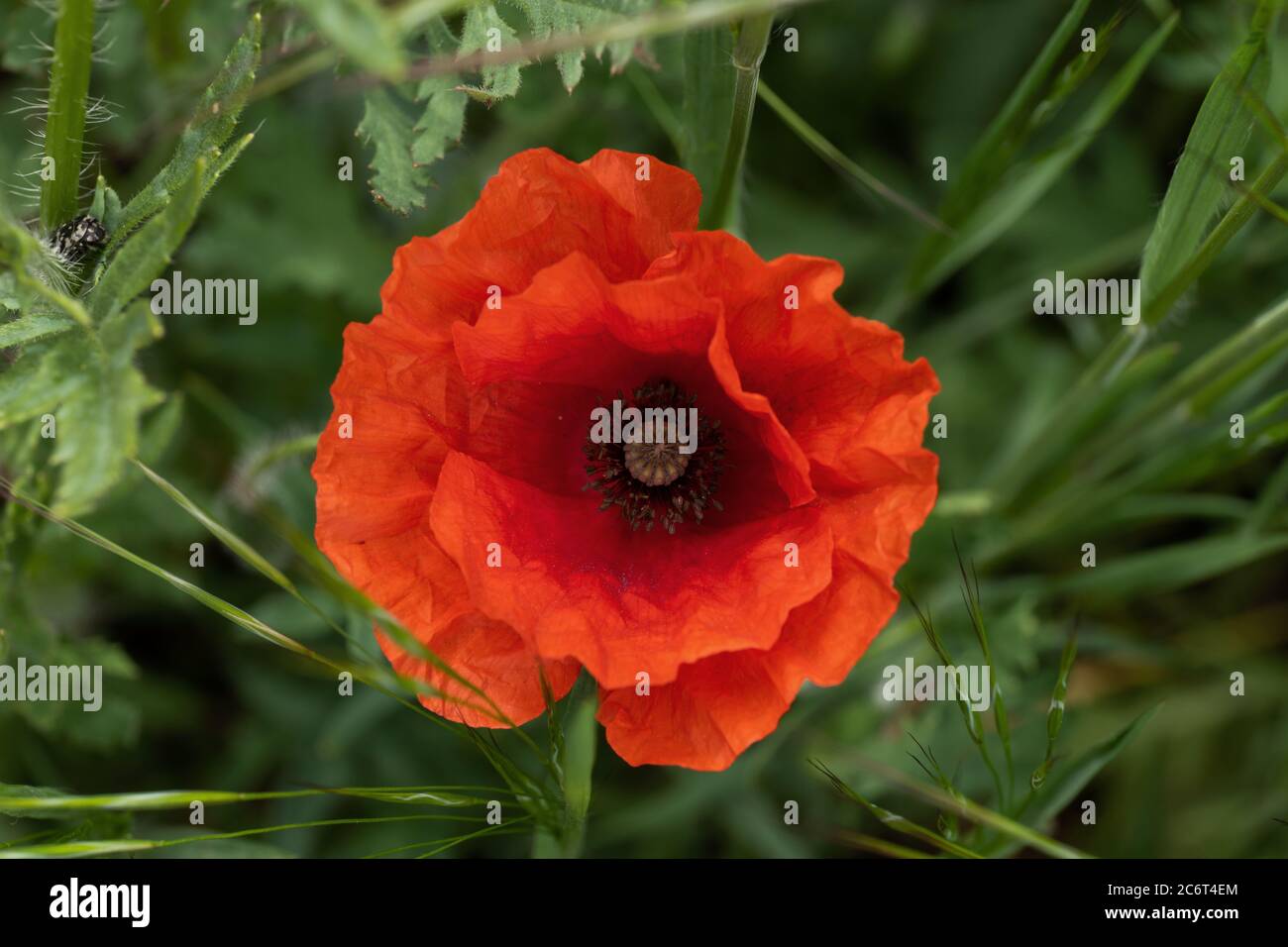 Mohnblüte, Familie: Papaveraceae, Makroaufnahme. Stockfoto