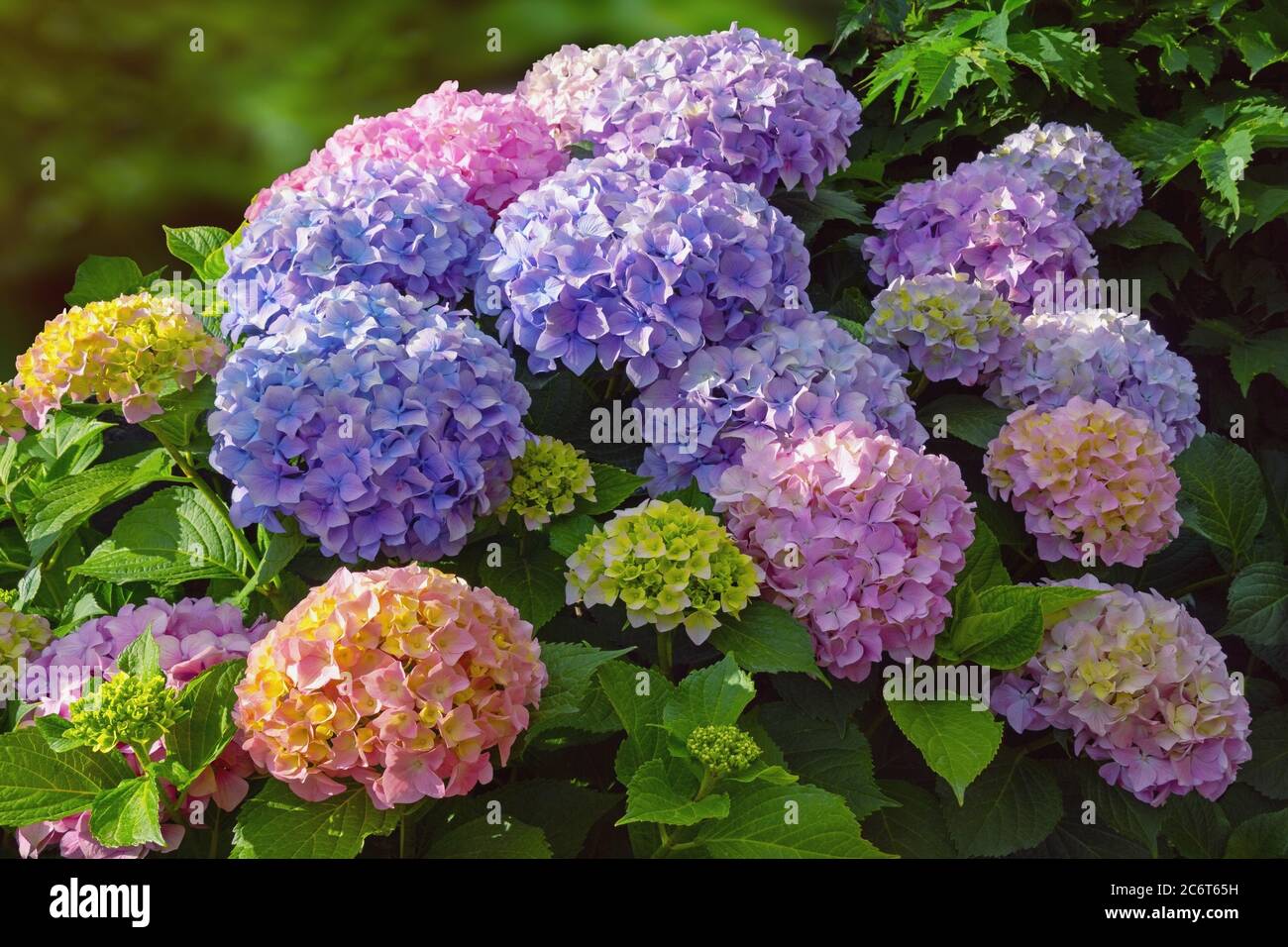 Bunte Blüten der Hortensien ( Hortensia macrophylla ) Stockfoto