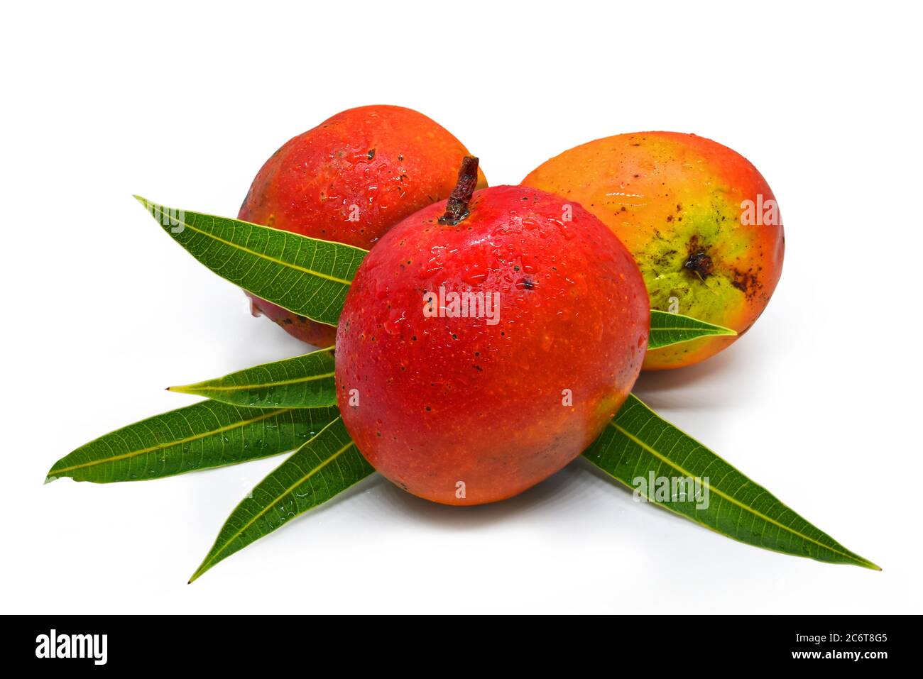 Mango ist sehr beliebt in Sri Lanka und bekannt als der König der Frucht, gehört zu Anacardeaceae Familie von Bäumen. Stockfoto