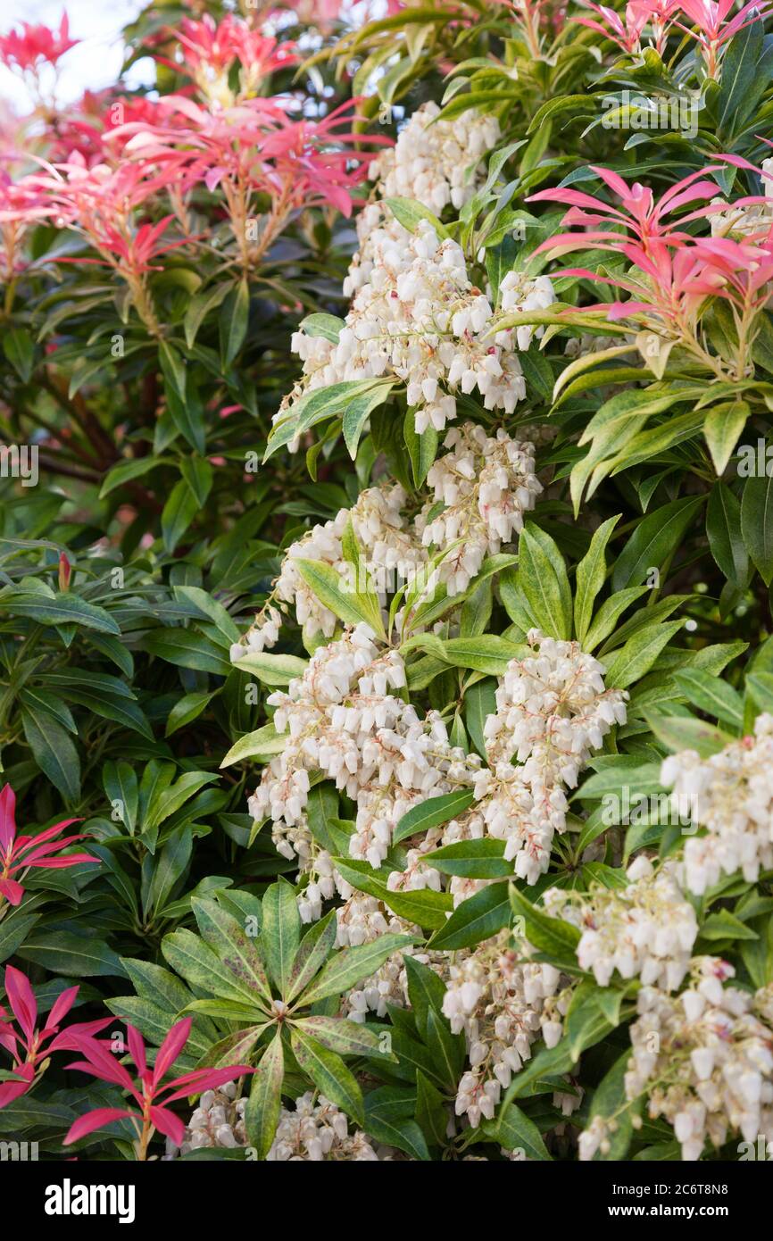 Pieris 'Forest Flame' blüht mit roten neuen Blättern. Stockfoto