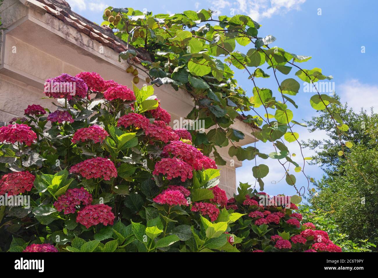 Schöne rote Blüten der Hortensien ( Hortensia macrophylla ) im mediterranen Garten Stockfoto