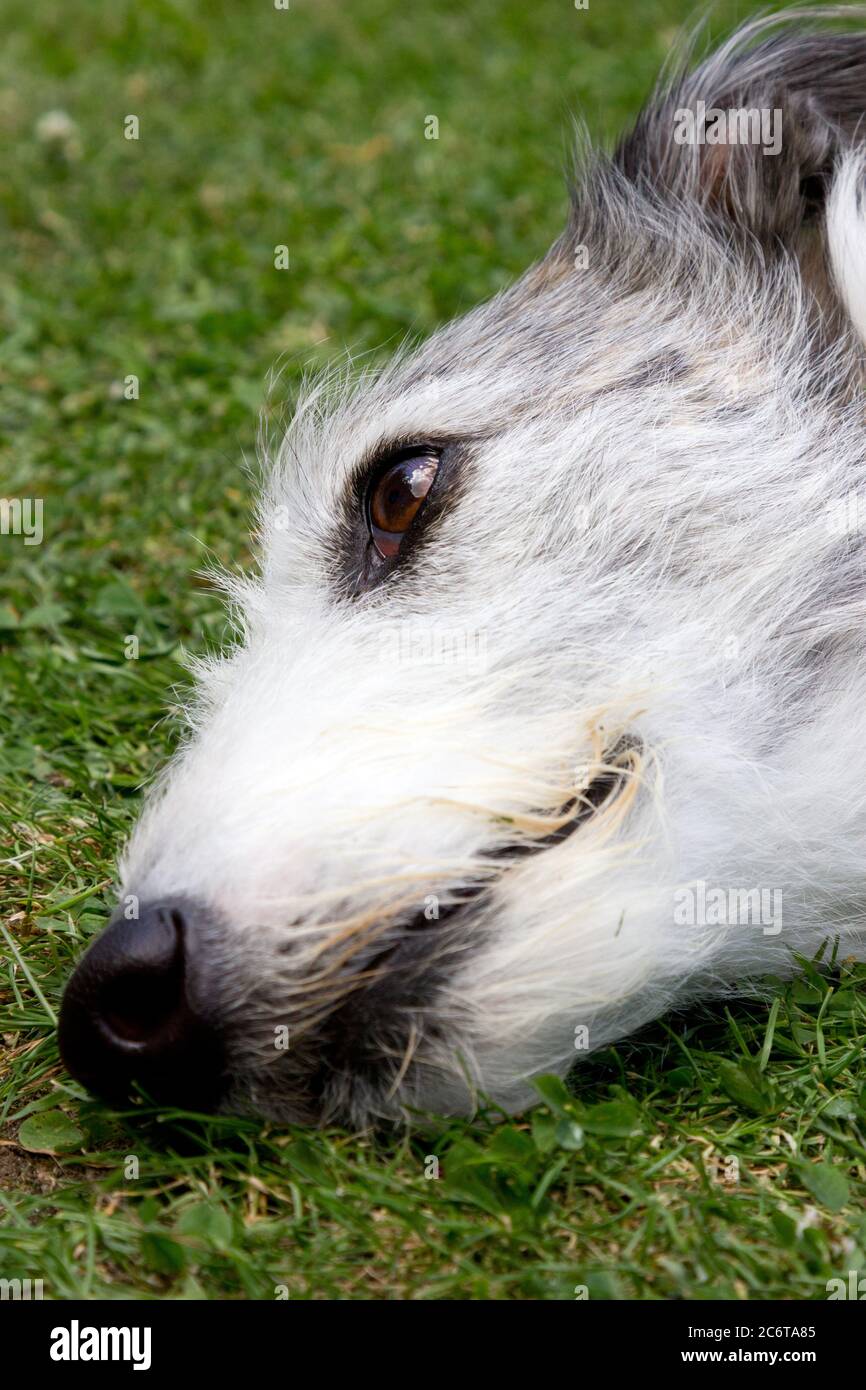 Lurcher Dog liegt auf Gras Stockfoto
