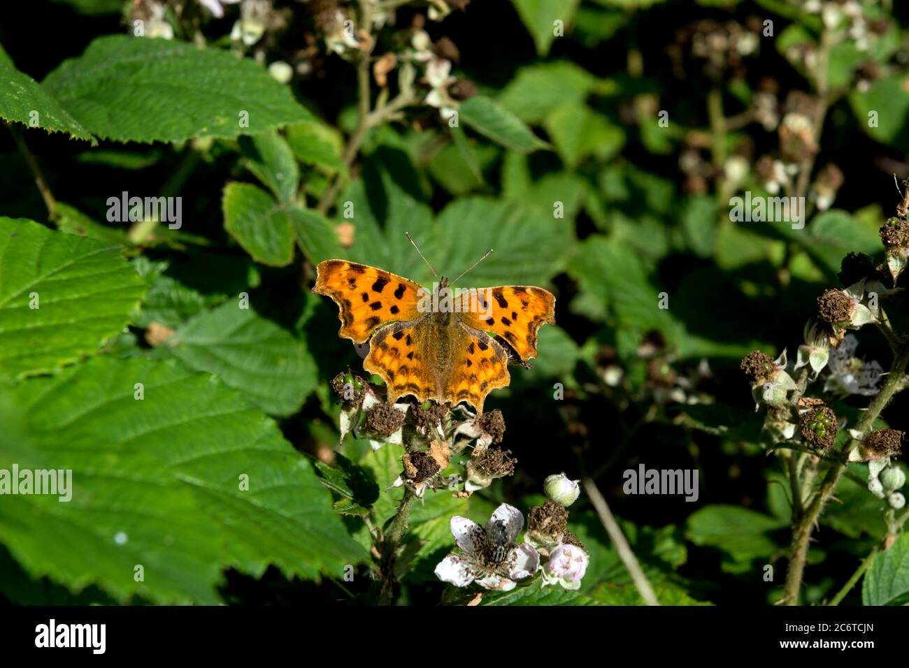 Ein Komma-Schmetterling (Polygonia c-Album) auf einer Bramble-Pflanze (Rubus sp.), Warwickshire, UK Stockfoto