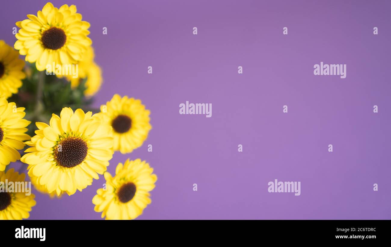 Gelbe Chrysanthemen auf violettem Hintergrund für Grußkarten. Mütter Blumen als Hintergrund mit Textraum für Postkarte Stockfoto