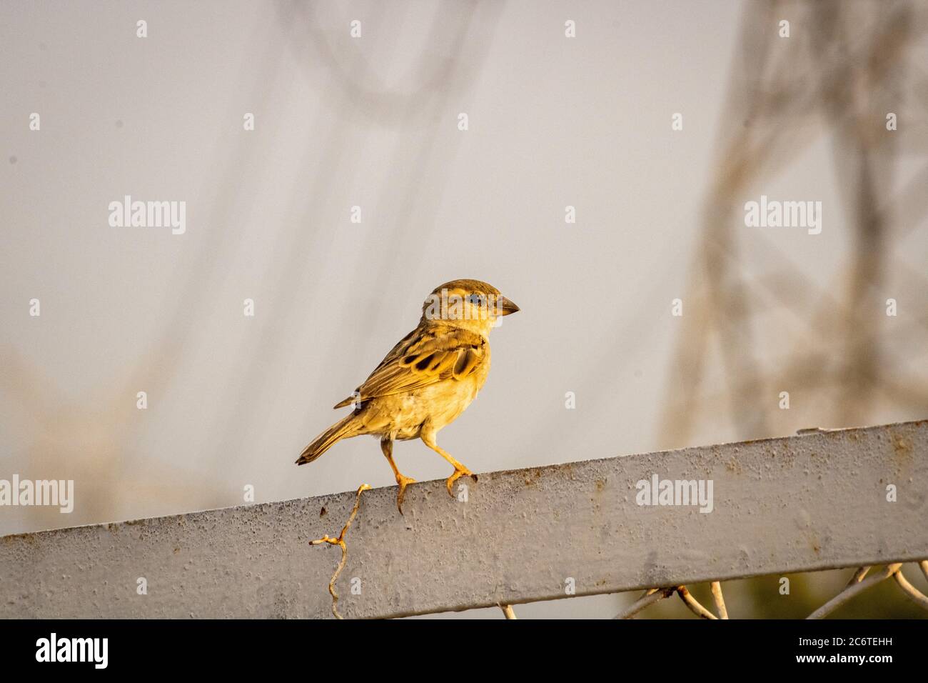 Spatz Stockfoto